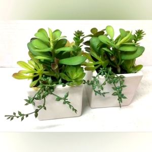 NIB 🌼 PROJECT 62 SUCCULENT PLANTS!